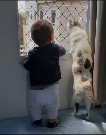 Malla pet-friendly bebé y gato