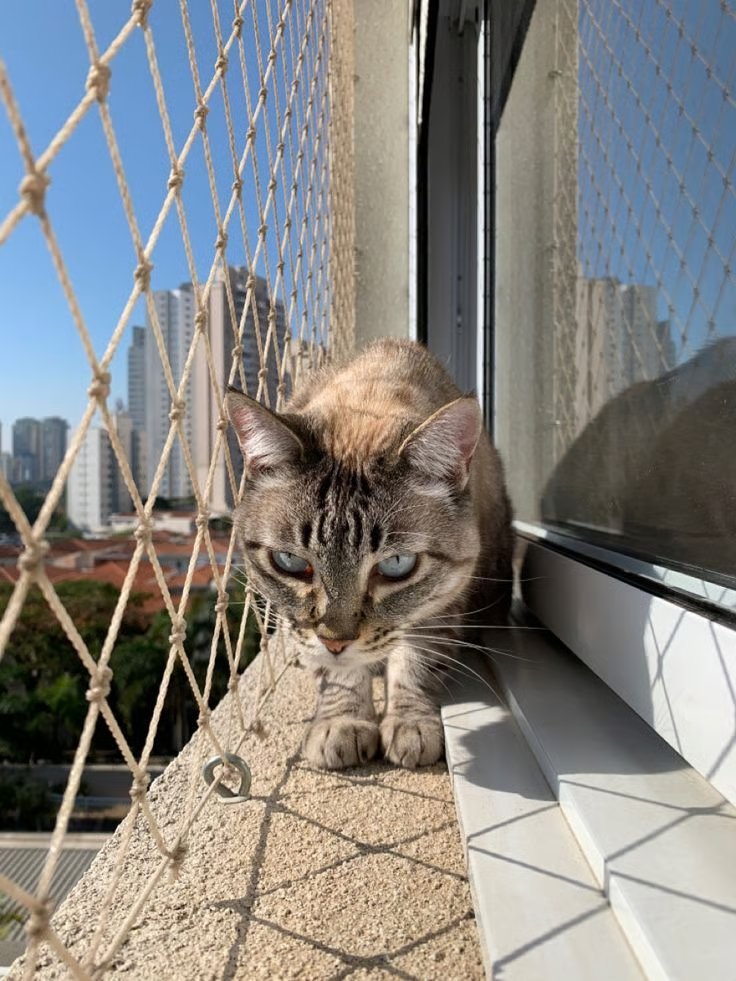 Gato en balcón