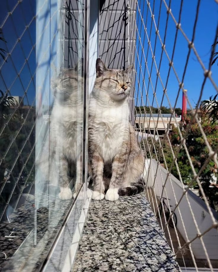 Gato tomando sol